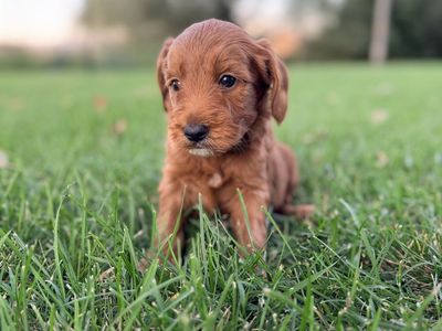 Mini Goldendoodles