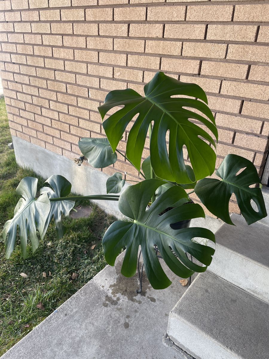 Monstera Deliciosa