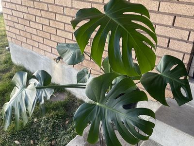 Monstera Deliciosa