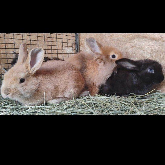 Sunny the Bunny, Terri, & Rooster For Sale