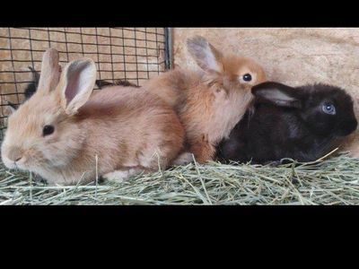 Sunny the Bunny, Terri, & Rooster For Sale