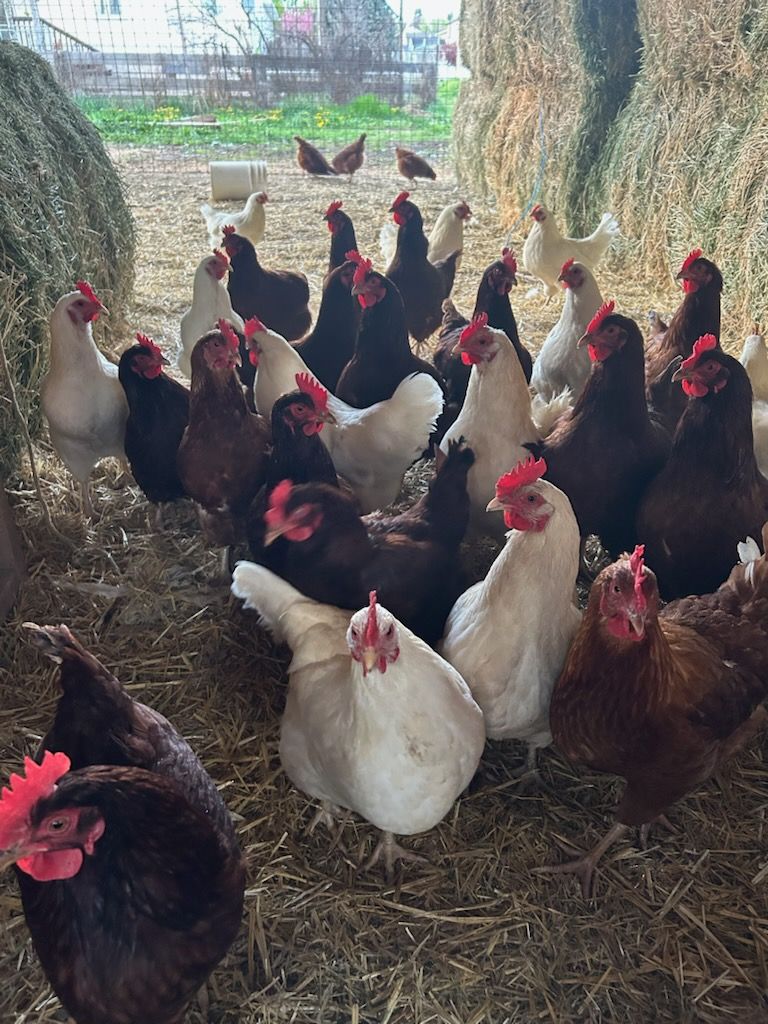 6-8 month old Hens/chickens
