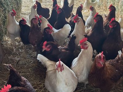 6-8 month old Hens/chickens