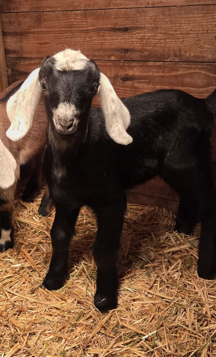 Mini Nubian Buckling