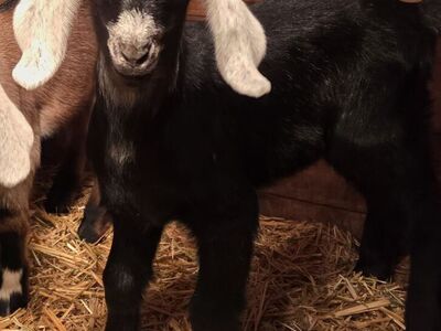 Mini Nubian Buckling