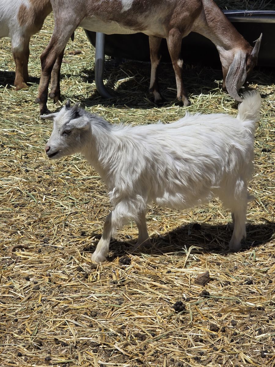 Myotonic goats
