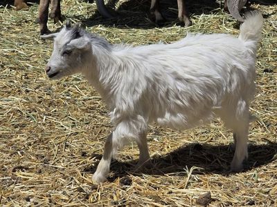 Myotonic goats