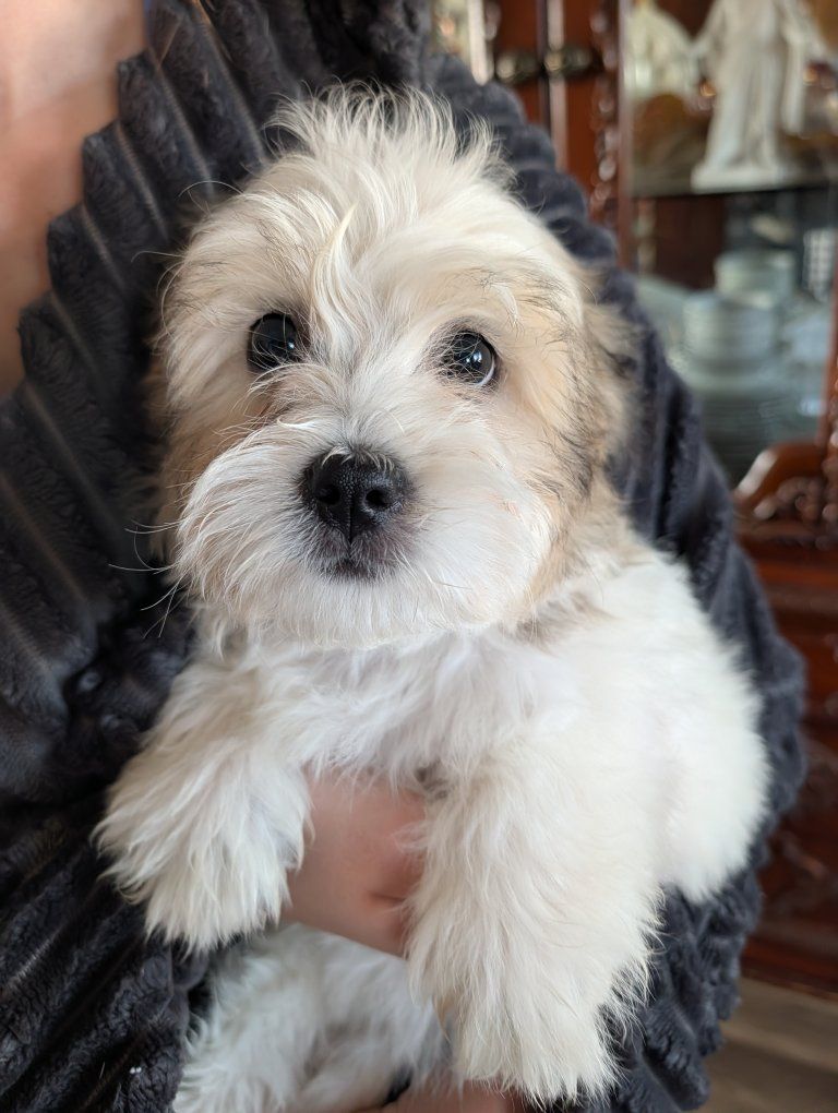 Malshipoo Puppies (Maltipoo and Shitzu)