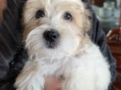Malshipoo Puppies (Maltipoo and Shitzu)