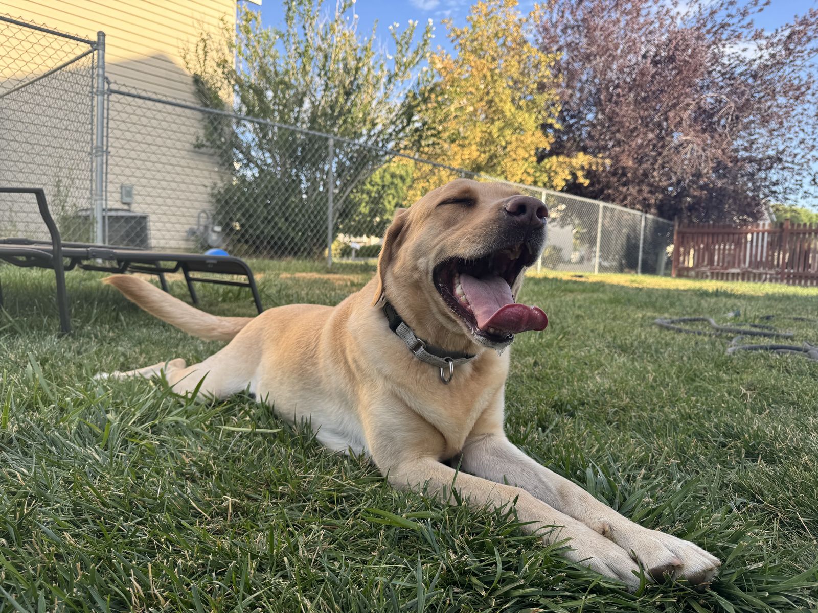 Labrador Retriever