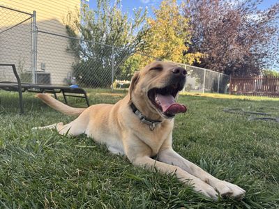 Labrador Retriever