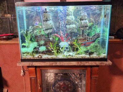 55 gal fish tank and fish