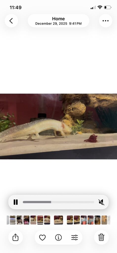 Axolotl + Tank & Acessories