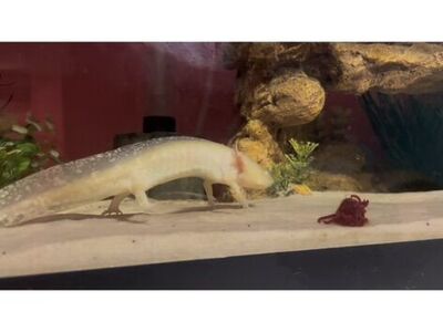 Axolotl + Tank & Acessories