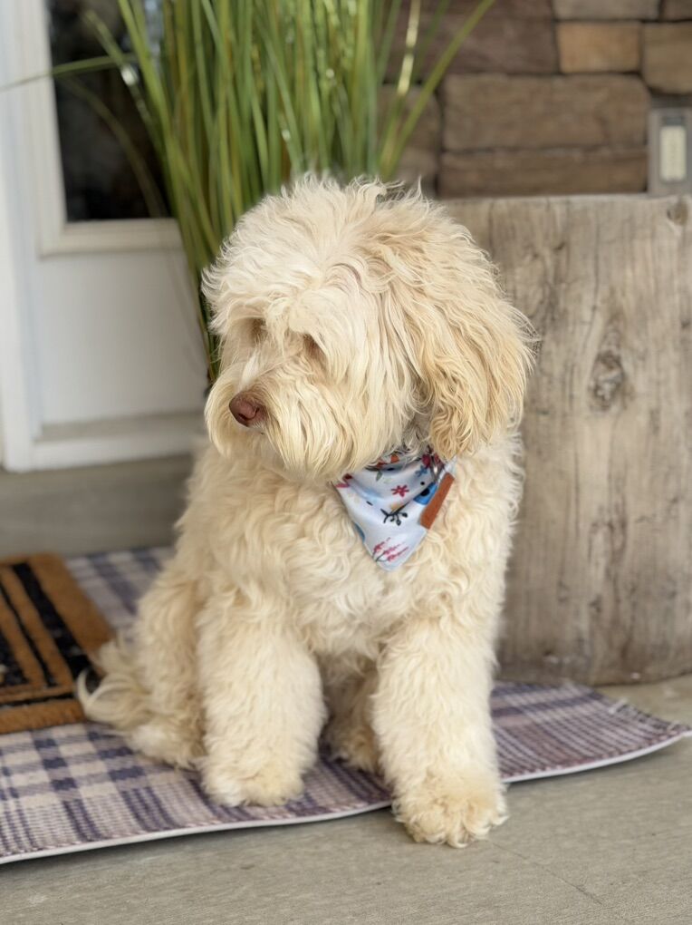 Darling Blue Eye Girl Available