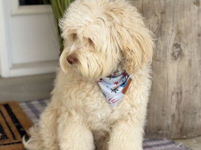 Darling Blue Eye Girl Available