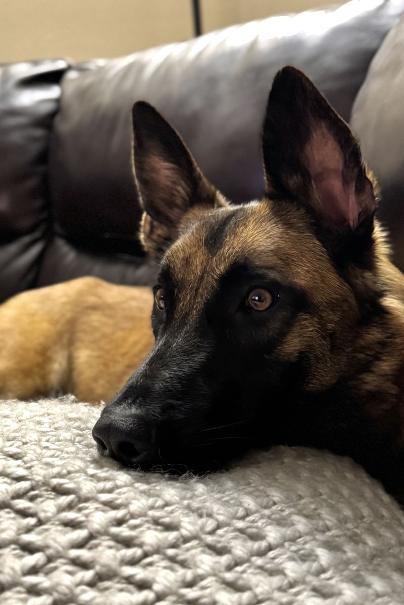 Malinois Family Protection Dog