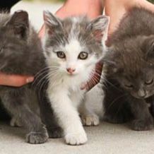 1 kitten left- white and grey boy