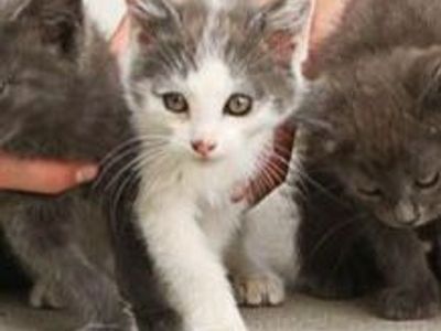 1 kitten left- white and grey boy
