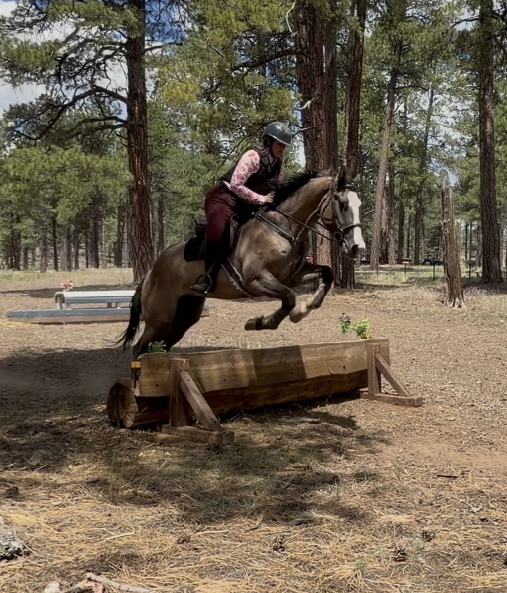 4 year old DRAFT cross gelding - hunter jumper- ranch horse - family horse