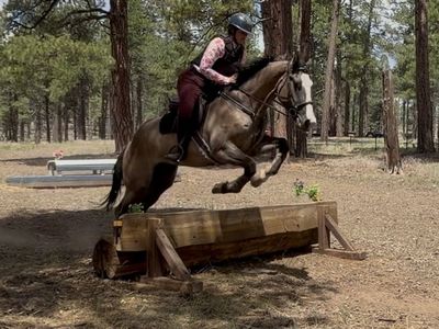 4 year old DRAFT cross gelding - hunter jumper- ranch horse - family horse