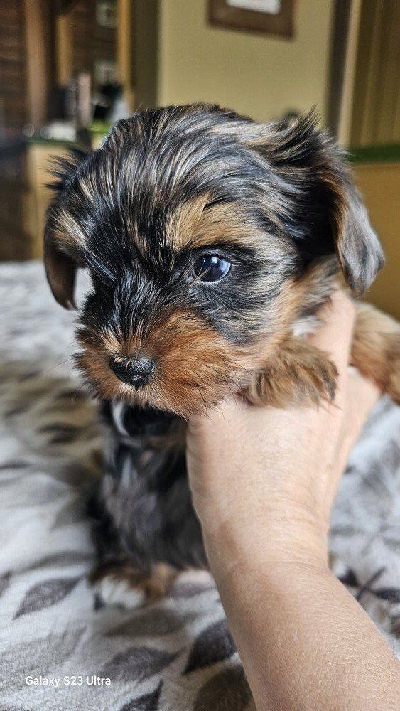 Beautiful Yorkie Puppies • Health Guarantee.