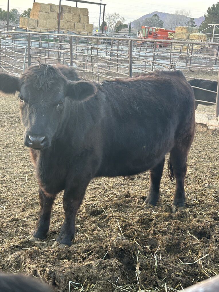 Hand Fed Organic Steers