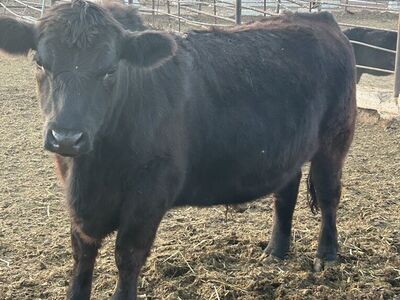 Hand Fed Organic Steers
