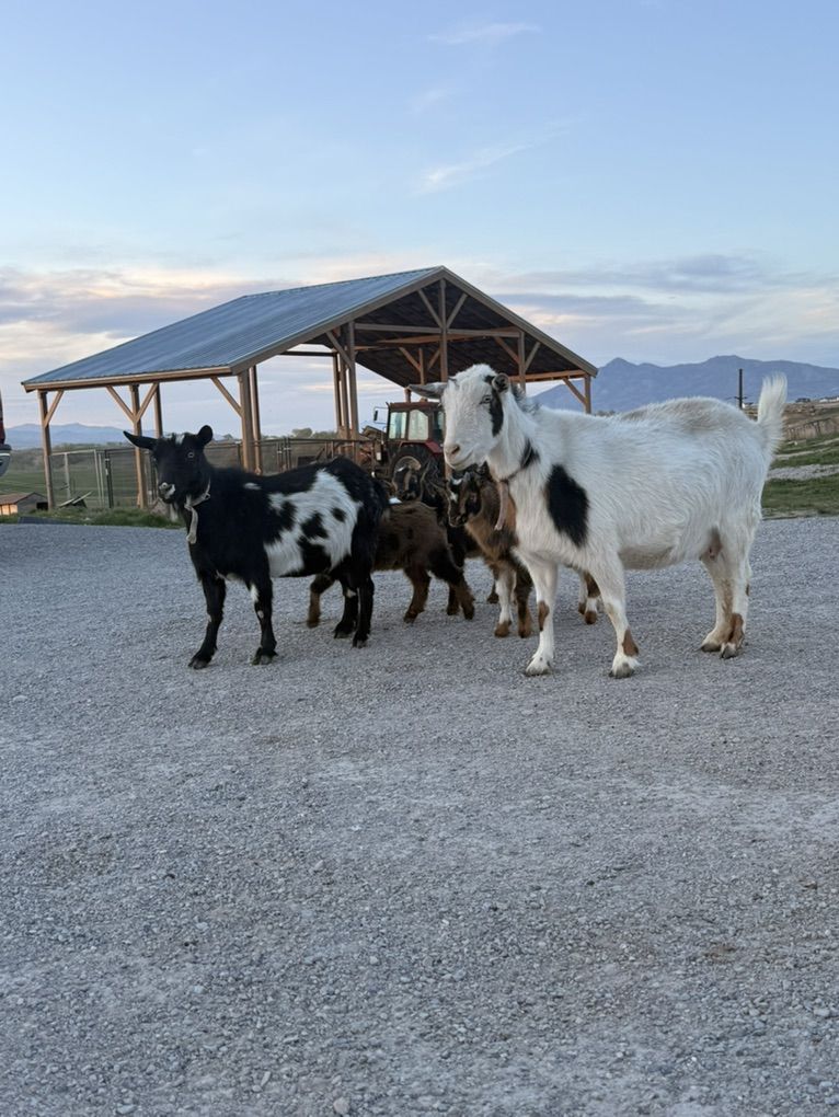 Goat Herd