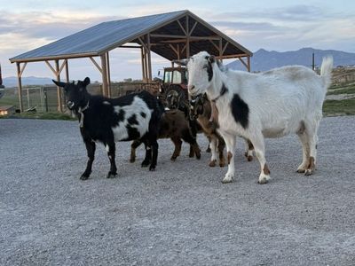Goat Herd