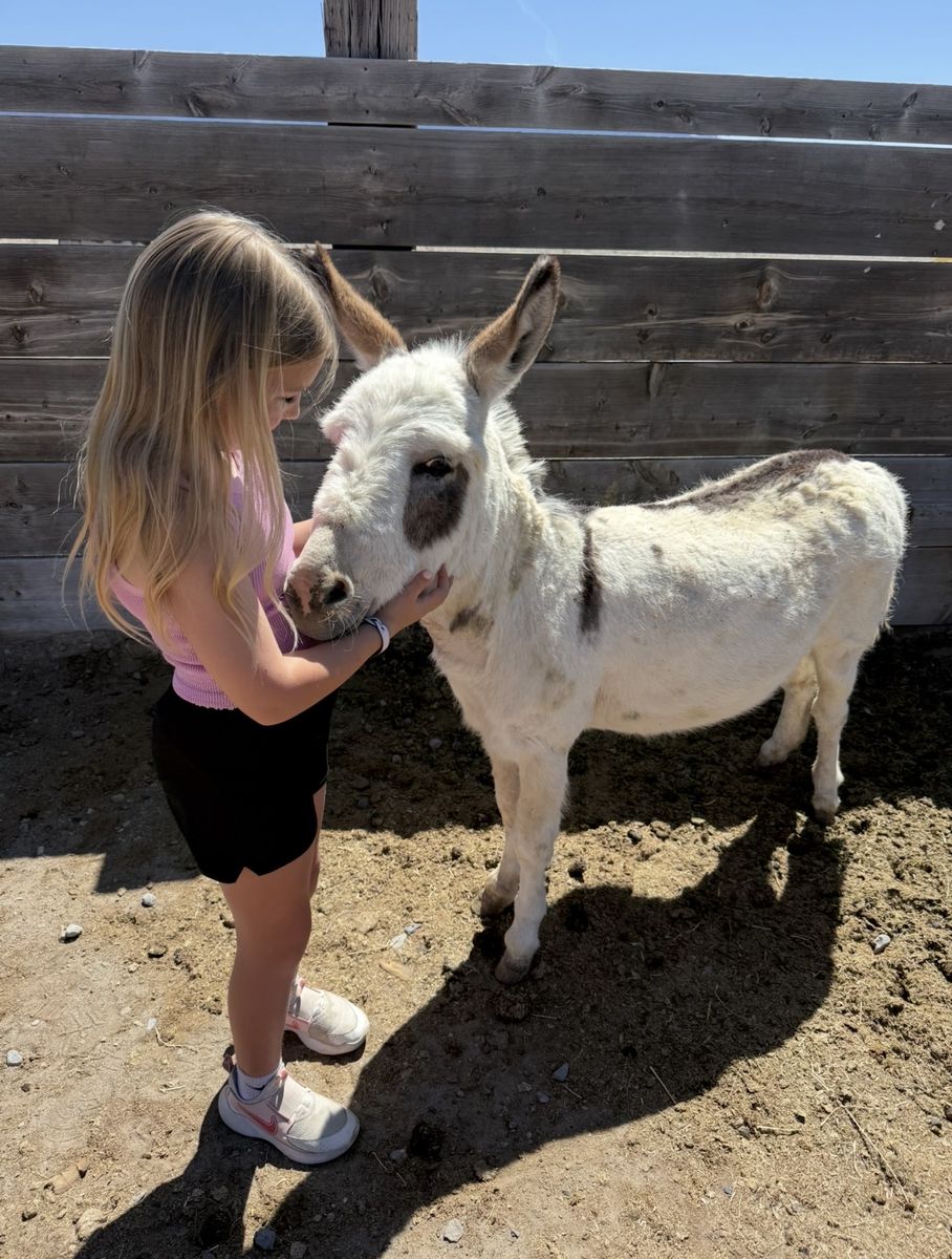 Mini Donkey- Stud Only