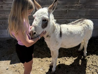 Mini Donkey- Stud Only