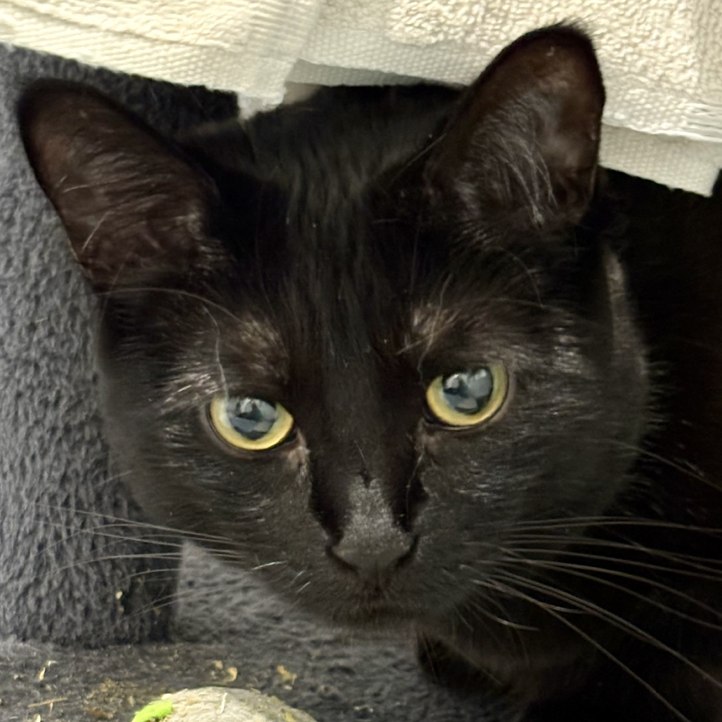 Hello my name is Kidden