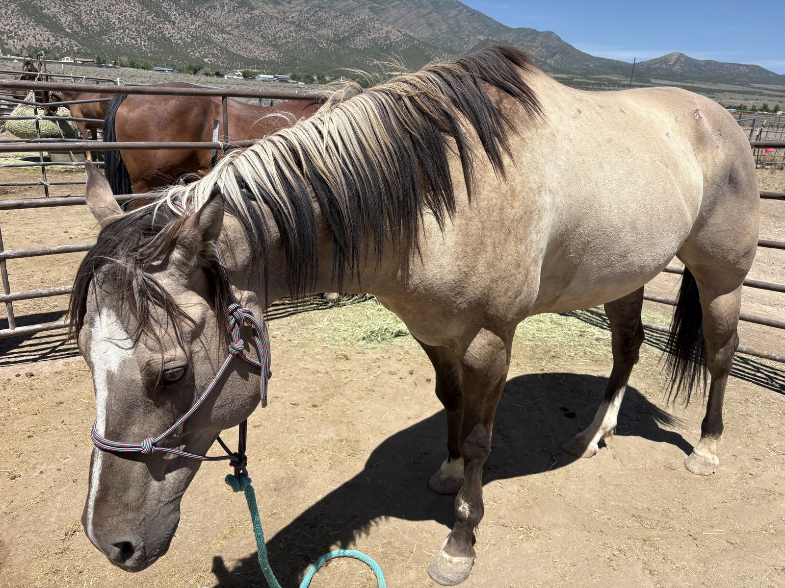 Registered Quarter Horse