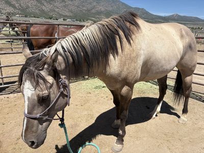 Registered Quarter Horse