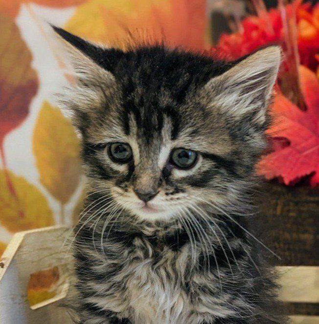 Siberian Mixed Kittens LAST ONE