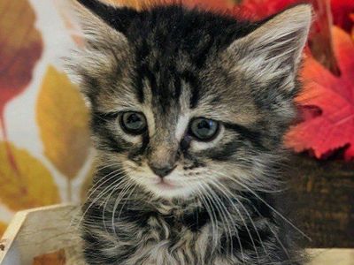 Siberian Mixed Kittens LAST ONE