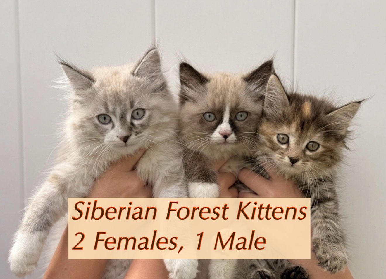 Siberian Forest Kittens