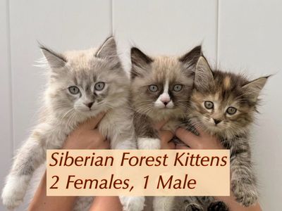 Siberian Forest Kittens