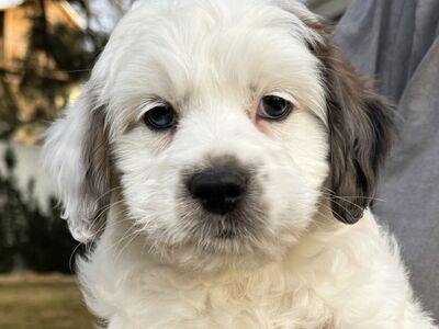 4th Gen Mini GOLDENDOODLE Puppy Golden Retriever Poodle Multi-Gen F2B F1B White Parti