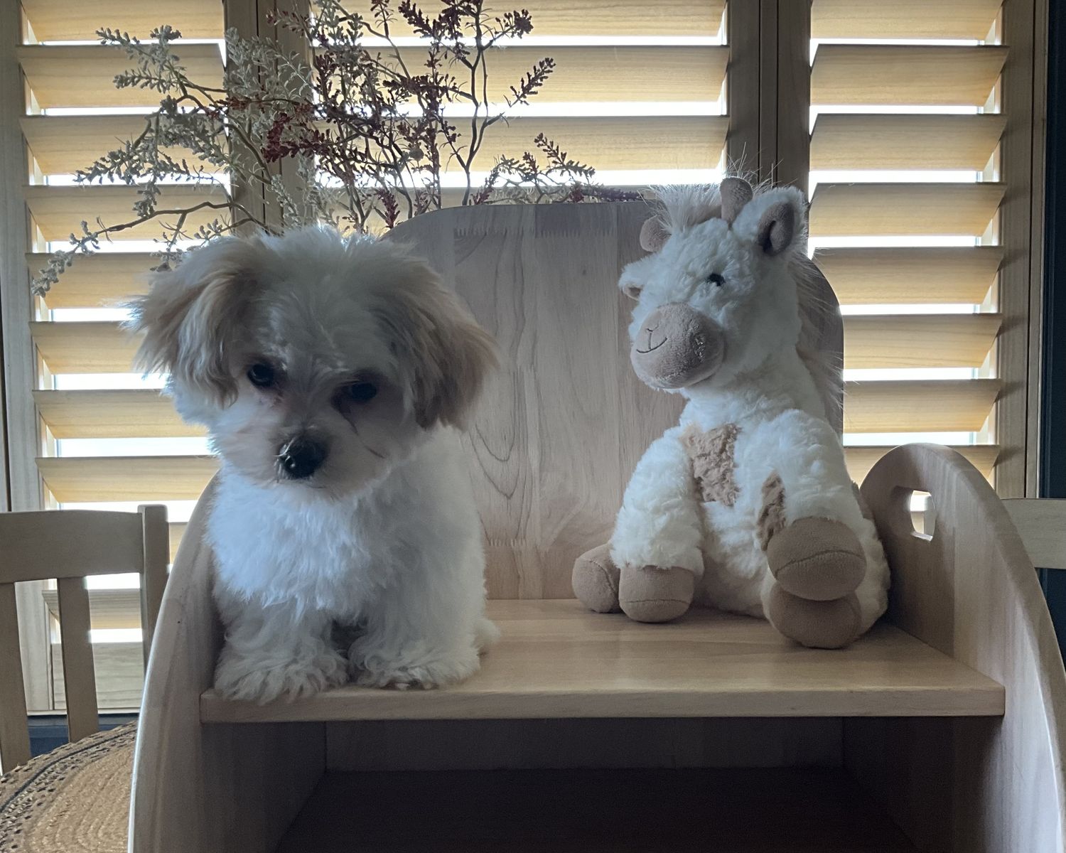 Morkie, Yorkie, Maltese