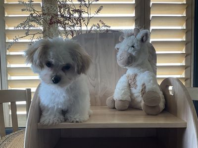 Morkie, Yorkie, Maltese