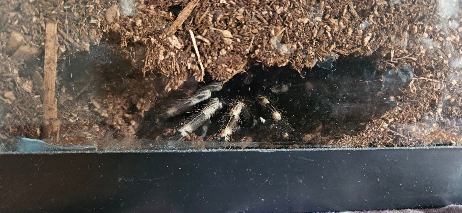 nhandu chromatus tarantula