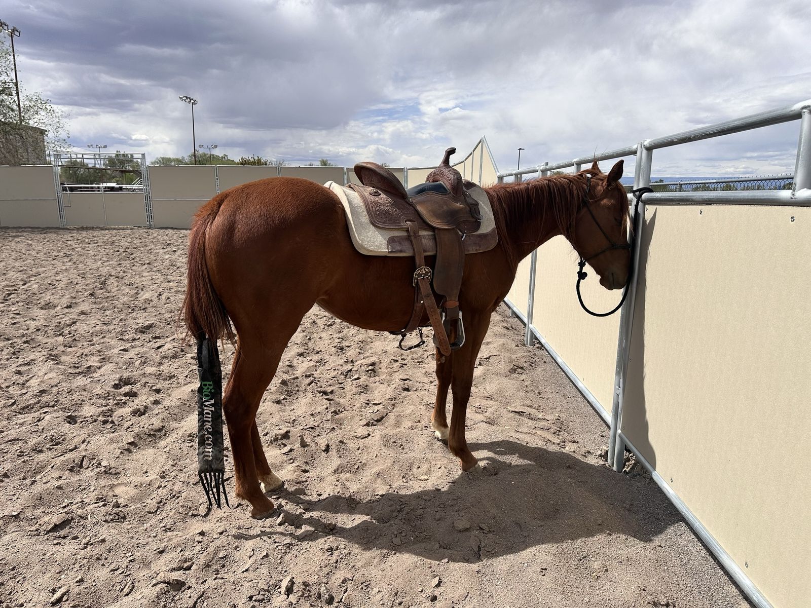 Barrel/Roping/All Around Prospect