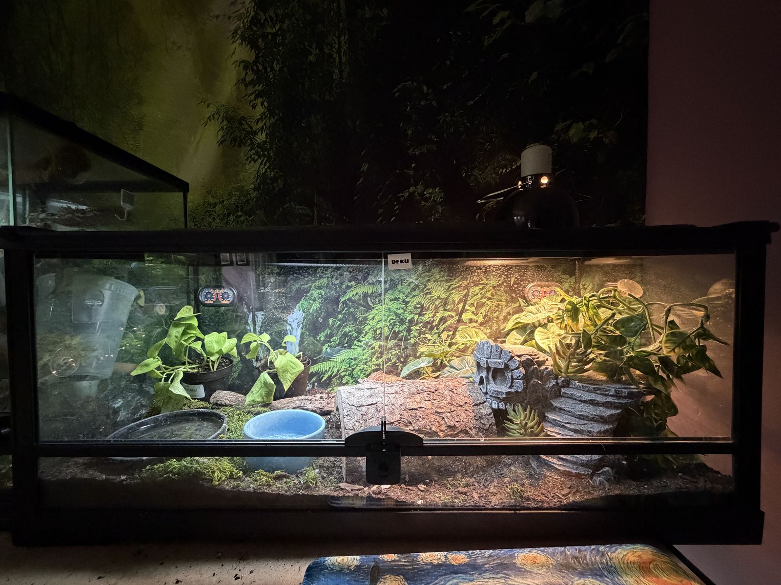 Adult Male Leopard Gecko