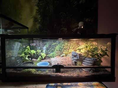 Adult Male Leopard Gecko