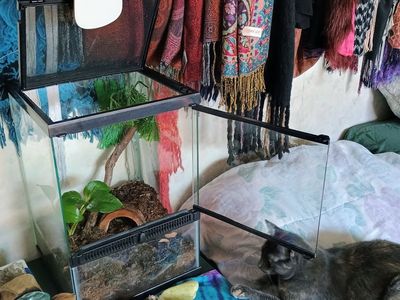 Bioactive terrarium