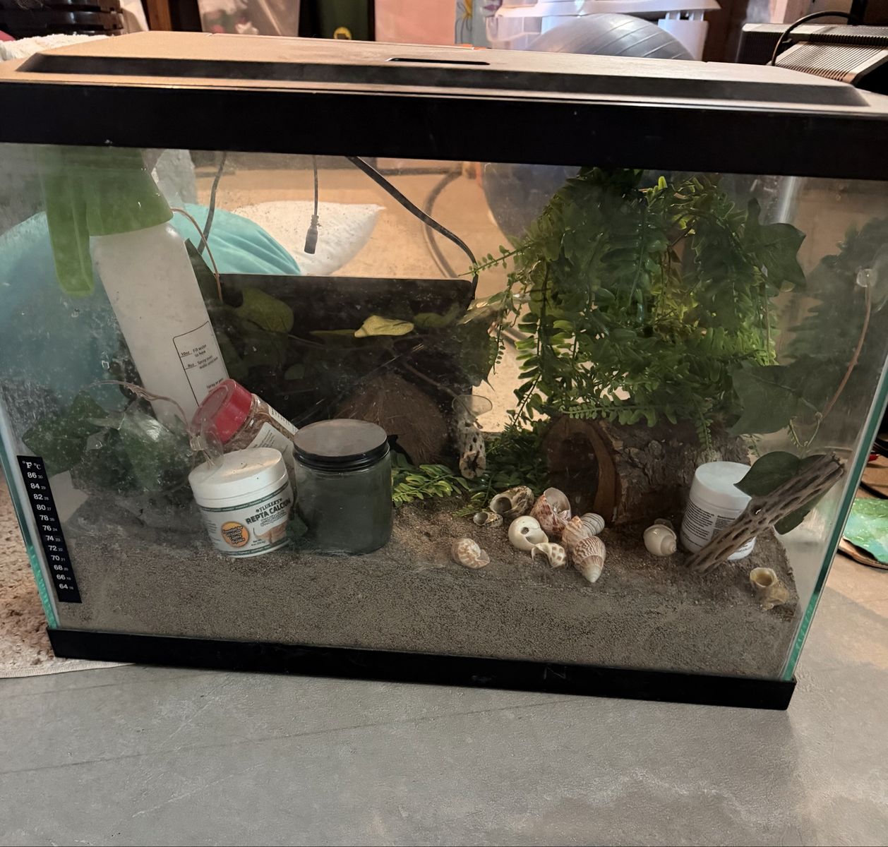 Full Hermit Crab Set Up