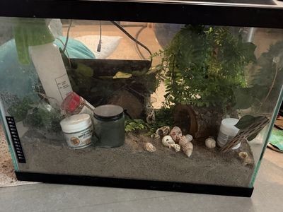 Full Hermit Crab Set Up