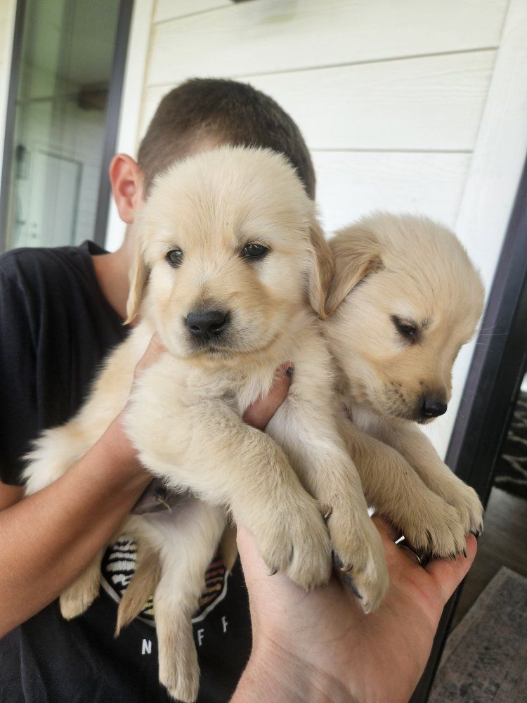 AKC Registered Golden Retriever Puppies Available